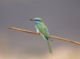 /album/some-overseas-trips/little-green-bee-eater-eilat-2009-no2-jpg/